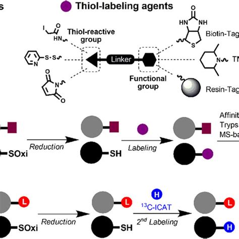 Thiol redox modifications. A, Protein thiol oxidation by ROS can lead... | Download Scientific ...