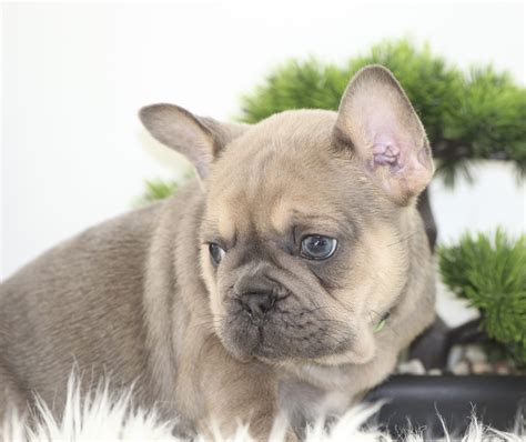 Vancouverite Bulldogs ! french bulldog puppies for sale ! See more