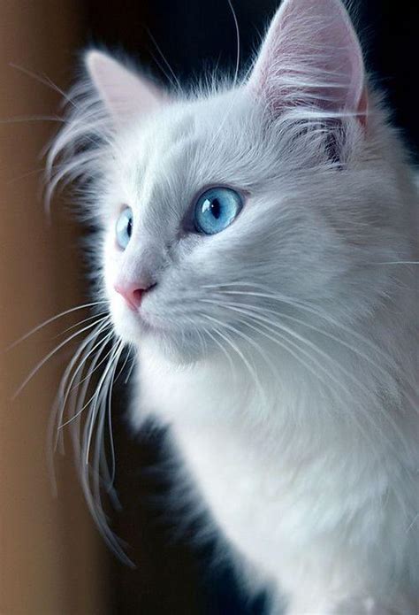 34 Best Pictures Mixed Breed Cat With Blue Eyes - Cat Of The British ...