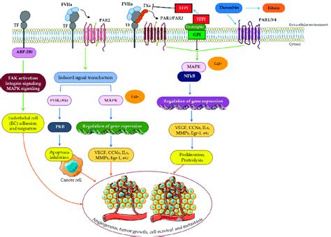 Possible mechanisms of expression and functional regulation of tissue... | Download Scientific ...