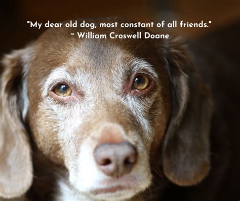 Dog Quote | Old dog quotes, Dog quotes, Old dogs