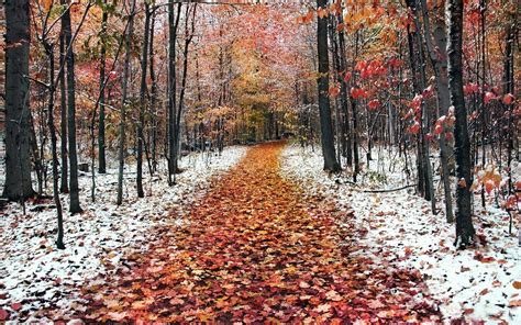 Fall Winter Backgrounds