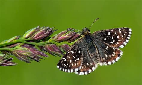 Cold-loving butterflies threatened by climate change and habitat loss | Butterfly Conservation