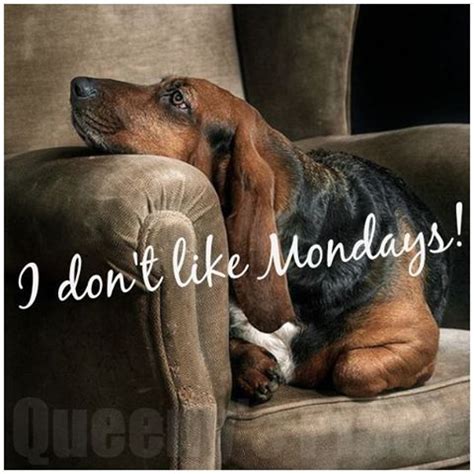 I Don't Like Mondays! Pictures, Photos, and Images for Facebook, Tumblr ...