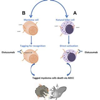 Elotuzumab has dual mechanism of action. (A) Direct activation ...