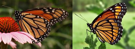 Difference Between Monarch and Viceroy Butterfly - Pediaa.Com