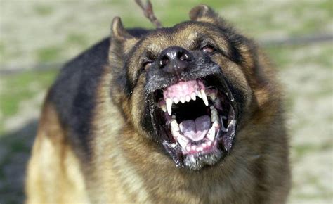 What Does It Mean When A Dog Shows Its Teeth