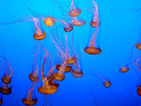 Orange jellyfish group stock photo. Image of pink, life - 357362