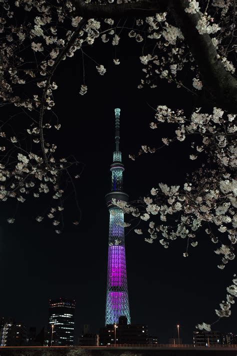 Cherry blossom and Tokyo Sky Tree | Tokyo japan, Tokyo skytree, Tokyo night