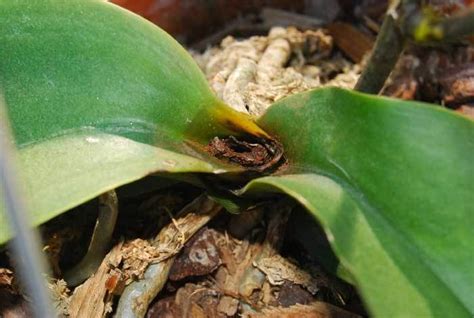 Common Diseases of Orchids and Their Controls - Garden.org | Orchids, Orchid diseases, Orchid leaves