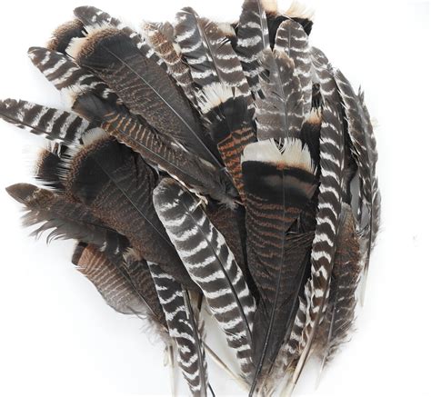 50 Wild Turkey Feathers Variety Turkey Feathers Turkey Tail Feathers ...