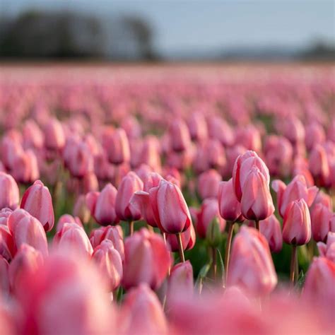 The Spiritual Meaning of Tulips (orange, pink, purple, white, red)