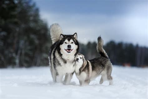 Alaskan Malamute Colors • helloBARK!