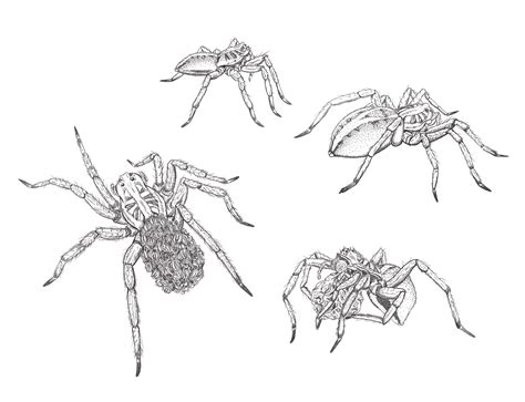 Wolf Spider Life Cycle – Illustrating Nature 2021