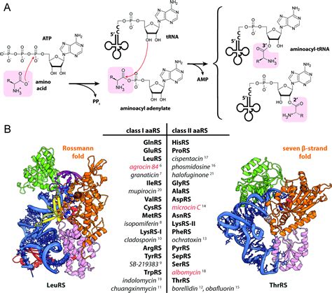 Aminoacyl Trna Synthetase Mechanism