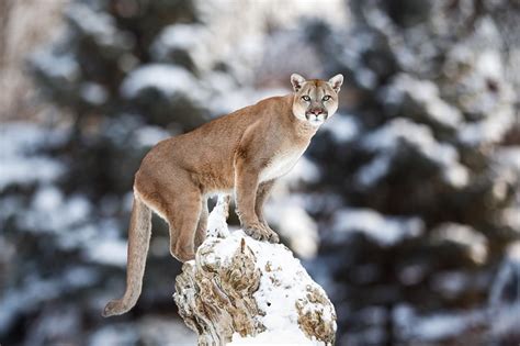 The Media-Fueled Plight of Colorado's Mountain Lion | Westword