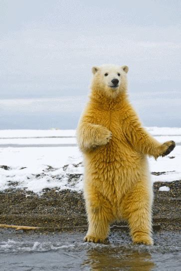 Dancing Polar Bear Pictures, Photos, and Images for Facebook, Tumblr ...