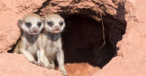 Ex-meerkat keeper fined for zoo love-triangle attack