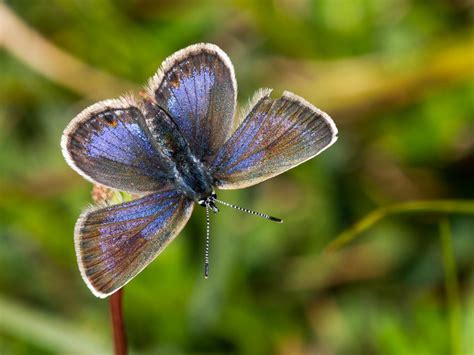 Silver-studded Blue | Butterfly Conservation