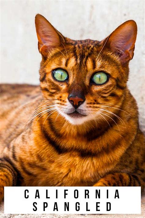 California Spangled Cat - An Unforgettable Spotted Cat Breed