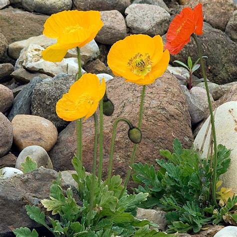 Iceland Poppy- Victory Giants Mix seeds | The Seed Collection