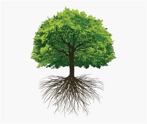 Oak Tree With Roots Clip Art , Free Transparent Clipart - ClipartKey