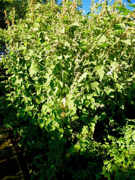 Althaea officinalis or Marsh Mallow | Online Flower Garden