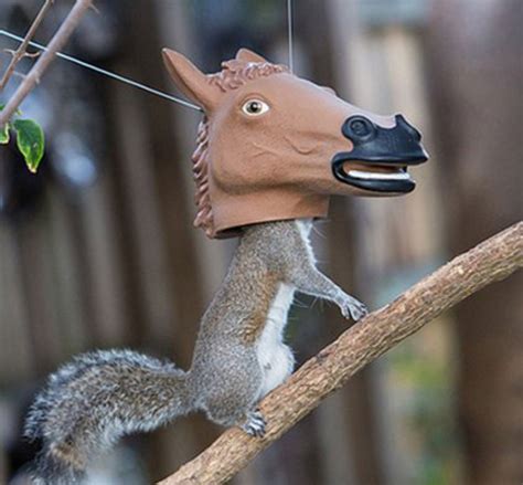 Funny Squirrel Feeders | HubPages