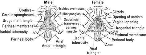 diagram of a perineal body