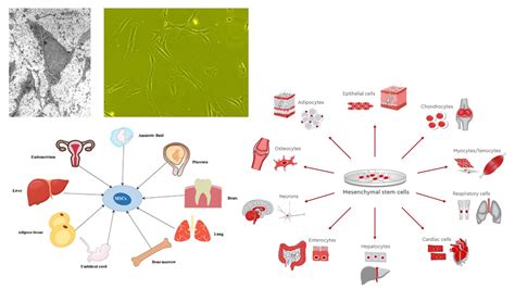 Cell Biology - Microbiology Notes