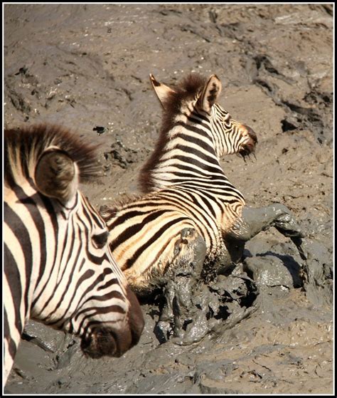 Drought Leaves Animals Stuck in the Mud. PHOTOS & SANParks' Plans ...