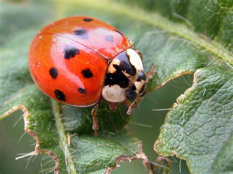 Asian lady beetles set to return, but their numbers are lower