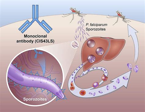 Monoclonal antibody prevents malaria infection in African adults | National Institutes of Health ...