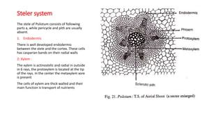 Psilotum | PPT | Free Download