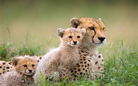 Cheetah with cubs, animals, mammals, baby animals, cheetah HD wallpaper | Wallpaper Flare