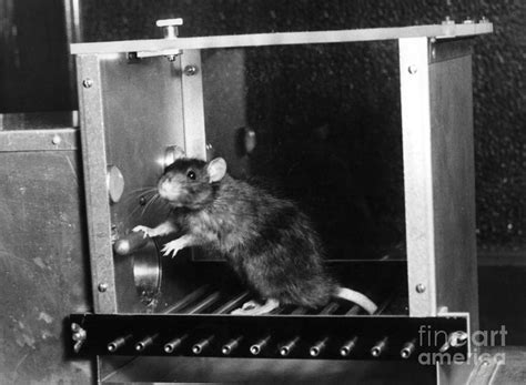 Rat In Skinner Box Photograph by Photo Researchers, Inc. | Fine Art America