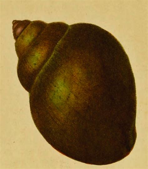 Apple Snail Shell Drawing from 1822