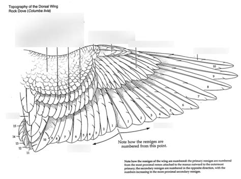 Wing anatomy Diagram | Quizlet