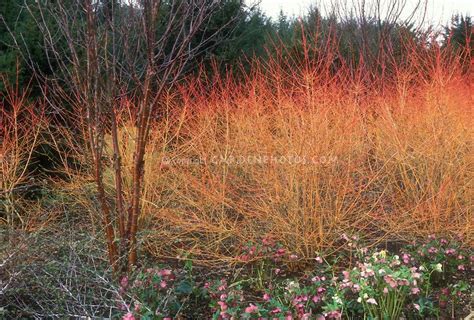 Cornus sanguinea ‘Winter Beauty’aka Cornus sericea Winter Beauty, red ...