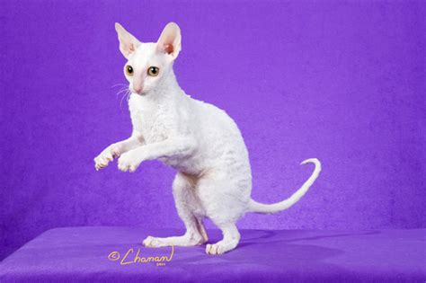 Available Cornish Rex Kittens - Rexkwizit