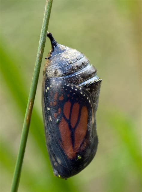 monarch cocoon | Monarch cocoon ready to emerge | Barry Hatton | Flickr