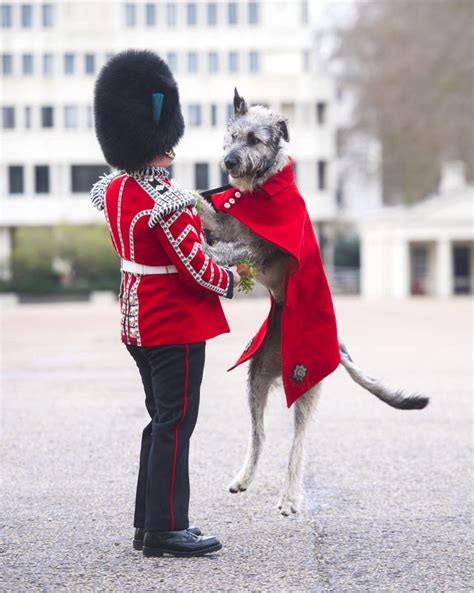 Irish Guards mascot to partake in first ceremonial engagement | Express ...