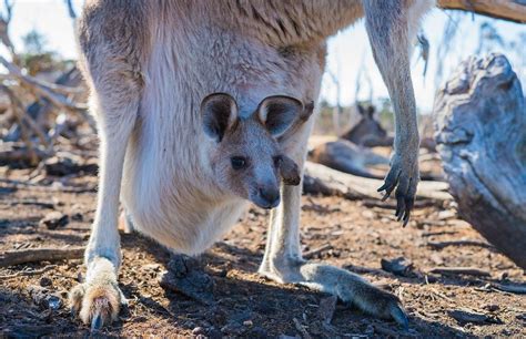 American Upbeat - The Inside Of Kangaroo Pouches Are Actually Terrifying