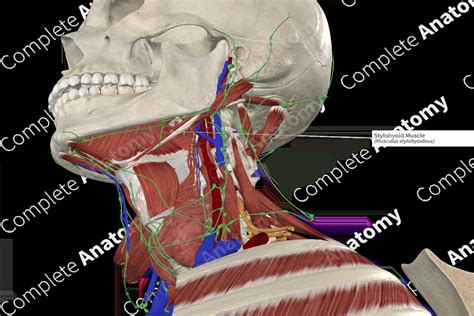 Stylohyoid Muscle | Complete Anatomy