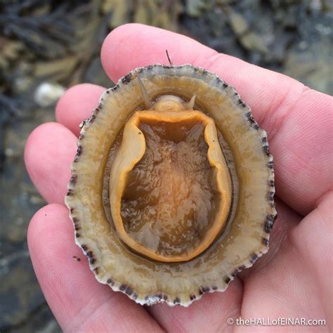 Limpet life. : r/interestingasfuck