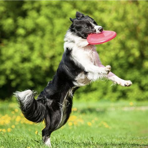 34% off on Ultra-Strong Rubber Frisbee Dog Toy | OneDayOnly