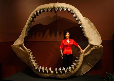 Shark Week Megalodon films: Discovery Channel lies about extinct monster sharks.