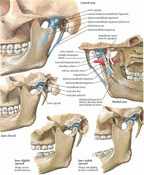 Mandible jaw bone anatomy, parts, function & mandible dislocation