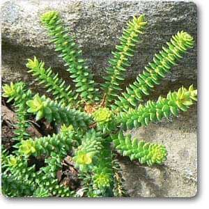 Buy Buchu - Plant online from Nurserylive at lowest price.