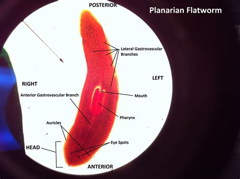 Describe How the Planarian Uses Its Pharynx to Obtain Food